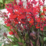 Lobélia speciosa Fan Burgundy
