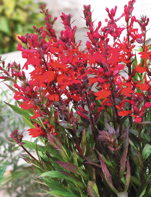 Lobélia speciosa Fan Burgundy