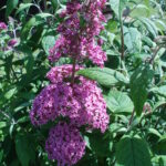 Budleja Pink Delight