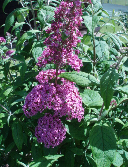 Budleja Pink Delight