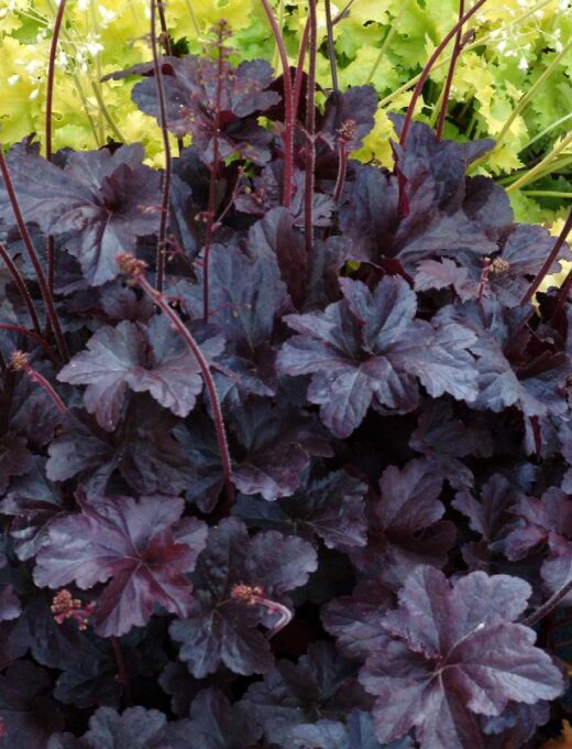 Heuchera Obsidian