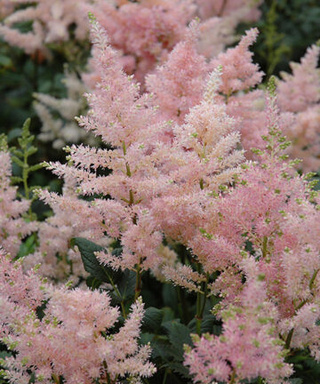 Astilbe Peach Blossom