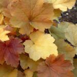 Heuchera Caramel