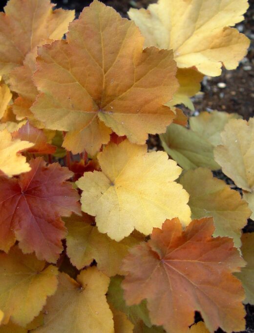 Heuchera Caramel