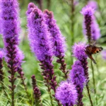 Liatris