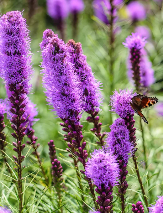 Liatris