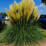 Cortaderia selloana Pumila
