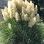 Cortaderia selloana White Plum