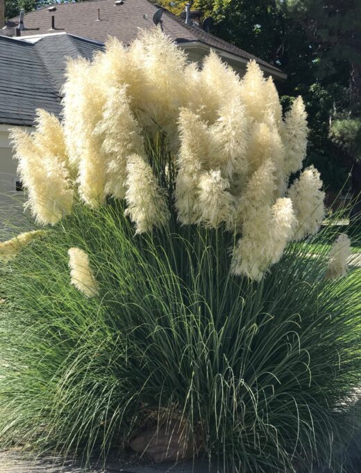 Cortaderia selloana White Plum