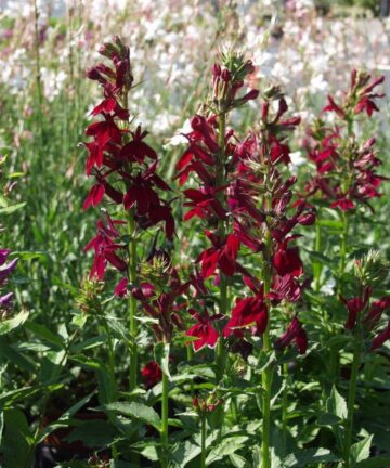 Lobélia speciosa Fan Burgundy
