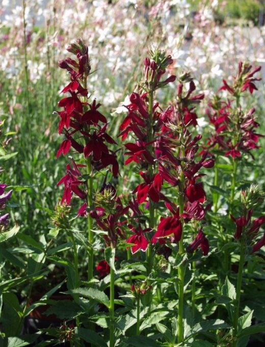 Lobélia speciosa Fan Burgundy