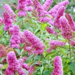 Budleja Pink Delight