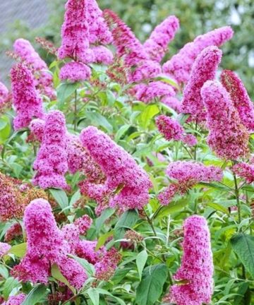 Budleja Pink Delight