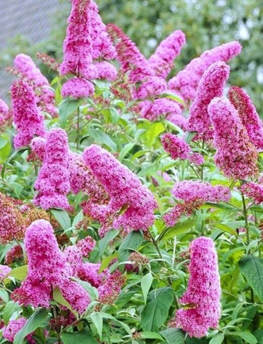 Budleja Pink Delight