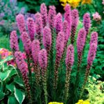 Liatris