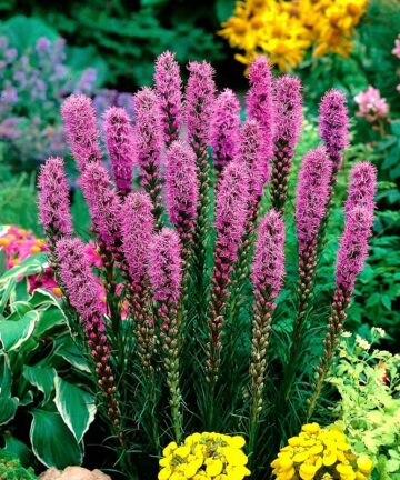Liatris
