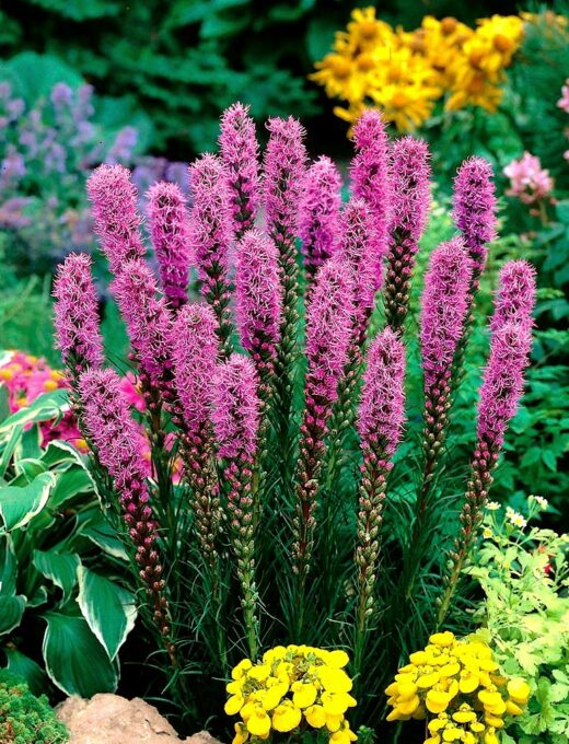 Liatris