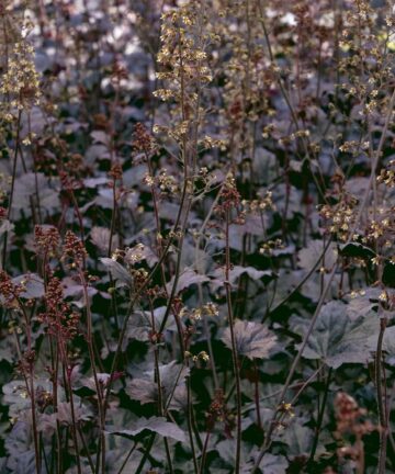Heuchera Obsidian