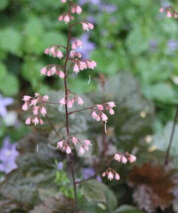 Heuchera XXL
