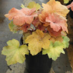 Heuchera Caramel