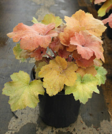 Heuchera Caramel