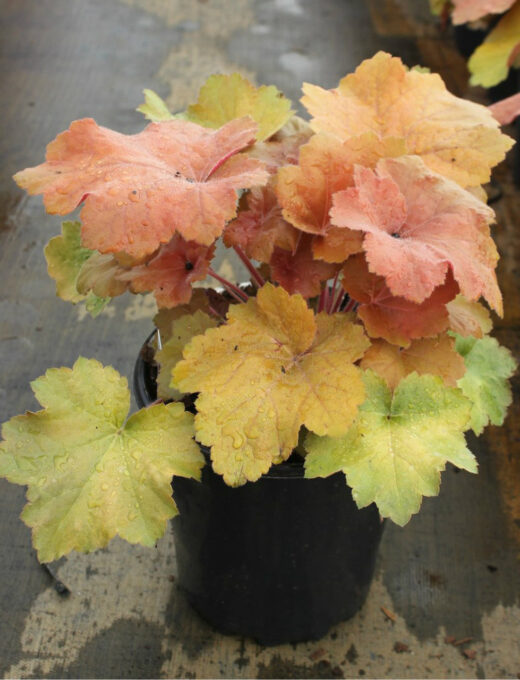 Heuchera Caramel