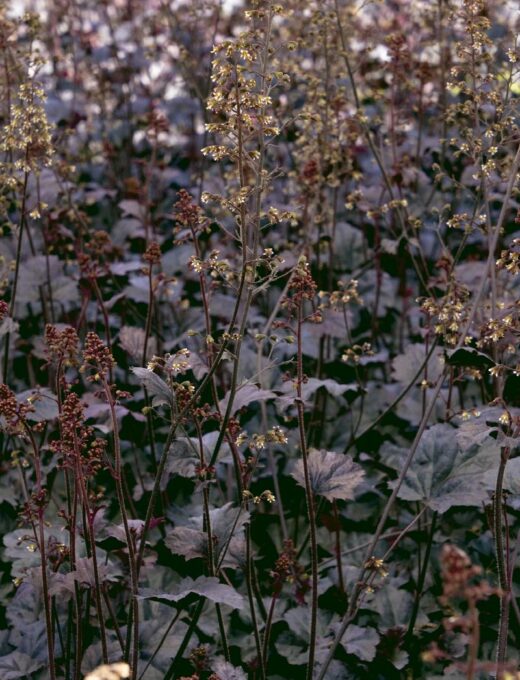 Heuchera Obsidian