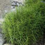 Carex Muskingumensis