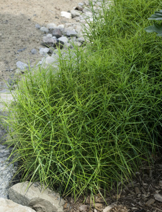 Carex Muskingumensis