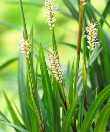 Carex Irish Green