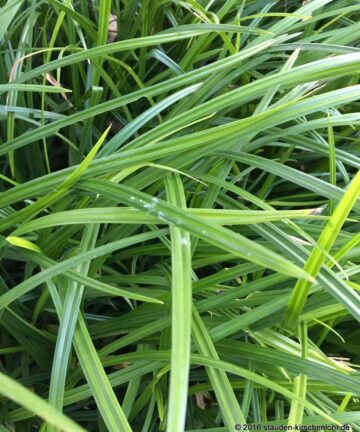 Carex Irish Green