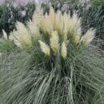 Cortaderia selloana Pumila