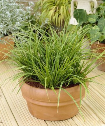 Carex Irish Green v kvetinaci