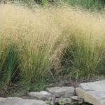 Deschampsia Goldtau