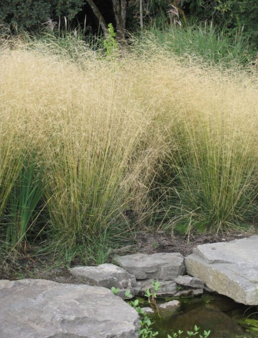 Deschampsia Goldtau