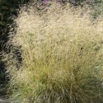 Deschampsia <br> Goldtau