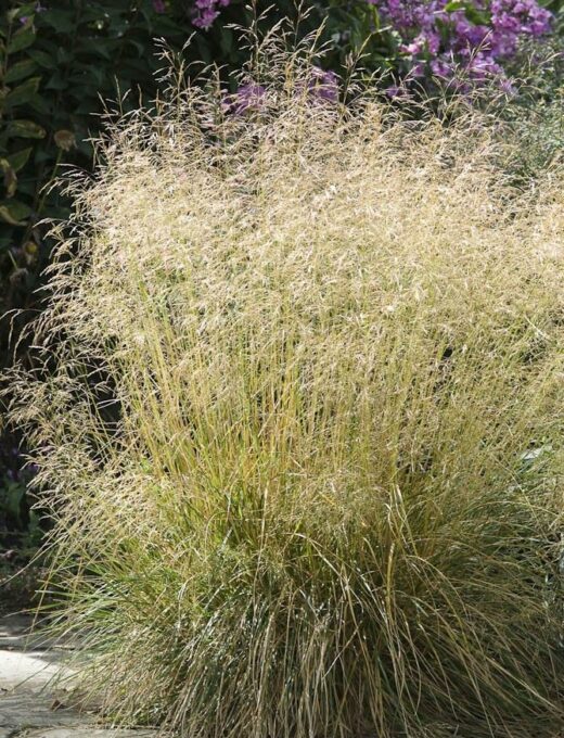 Deschampsia Goldtau