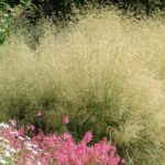 Deschampsia Goldtau