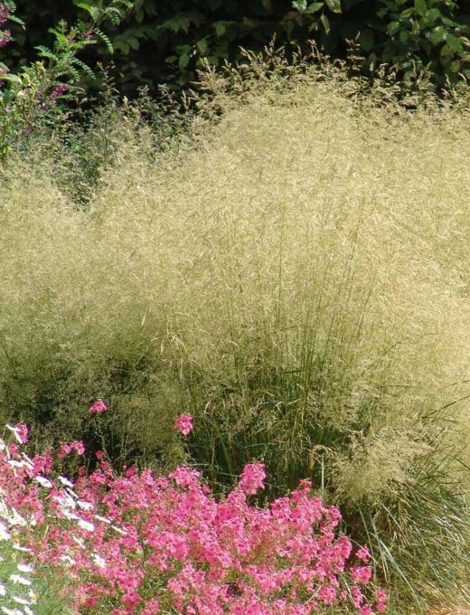 Deschampsia Goldtau