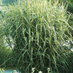 Miscanthus sinensis main