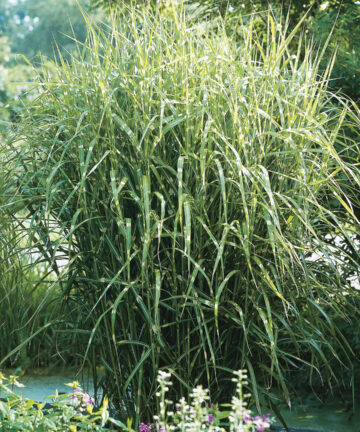Miscanthus sinensis main