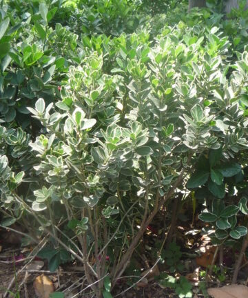 Euonymus