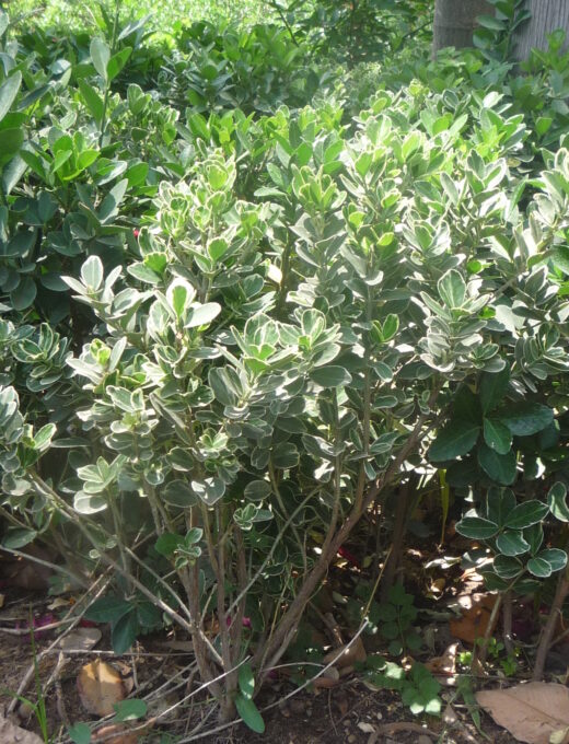 Euonymus