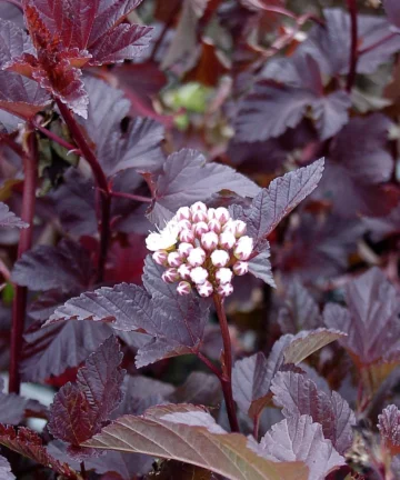 Physocarpus opulifolius Diable d'Or