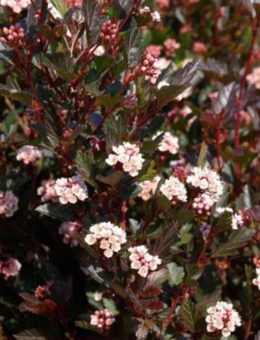 Physocarpus opulifolius Little Devil