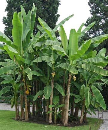 musa basjoo