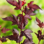 Physocarpus opulifolius Diable d'Or