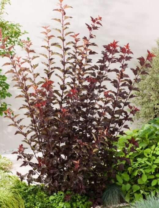 Physocarpus opulifolius Diable d'Or