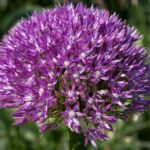 allium akita