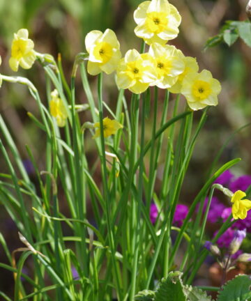 Narcis Sun Disc
